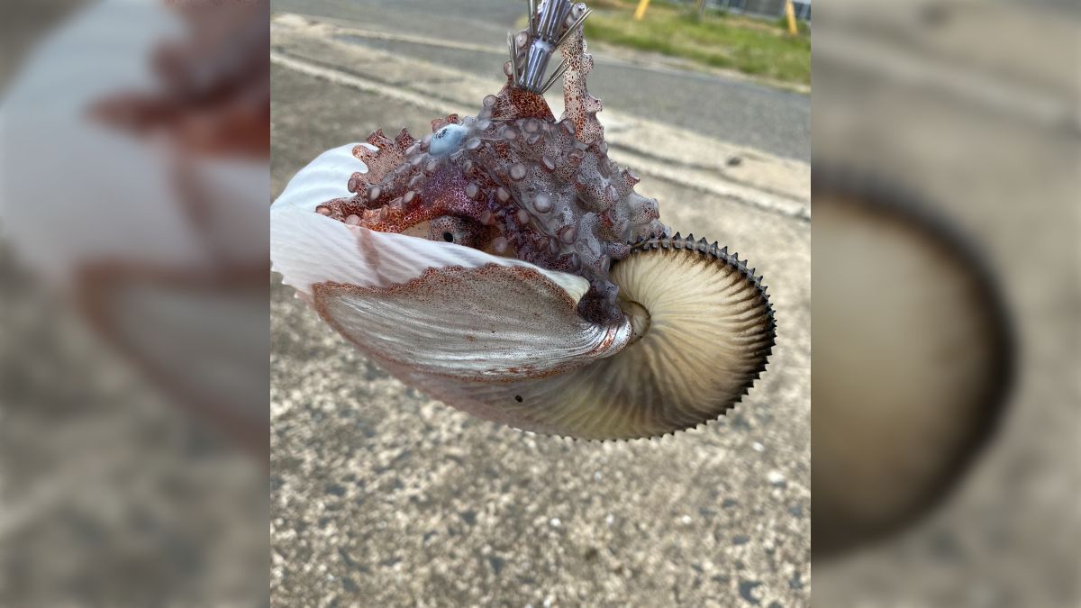 見たこともない貝に入ったタコが釣れた→珍しい生き物だと判明 見たこともない貝に入ったタコが釣れた→珍しい生き物だと判明