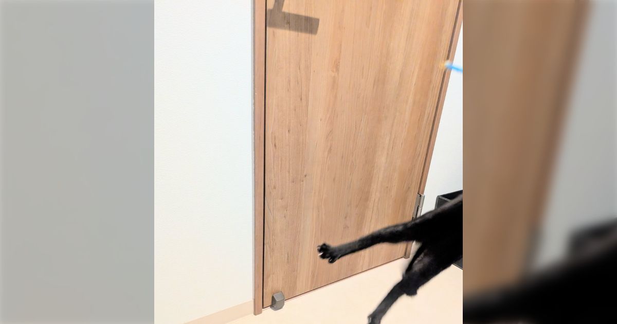 『実は、路上で生活していた仔猫を迎え入れました』とっても元気で可愛いことが雰囲気で伝わってくる「画角に収まらない！」