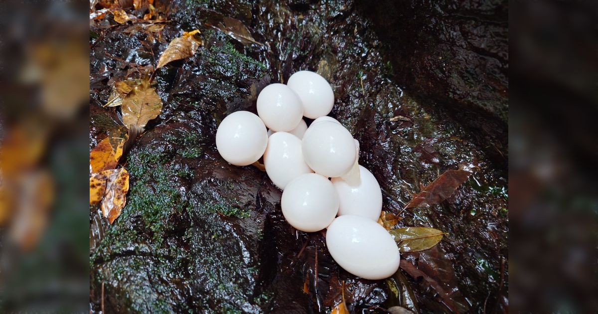 『滝の横にゆで卵みたいなのが落ちてたけどこれってなに？』満場一致でカッパの卵だと断言するTwitter民「誰か専門家を呼べ！」