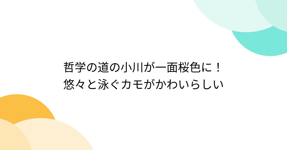 哲学の道の小川が一面桜色に！悠々と泳ぐカモがかわいらしい Togetter トゥギャッター 
