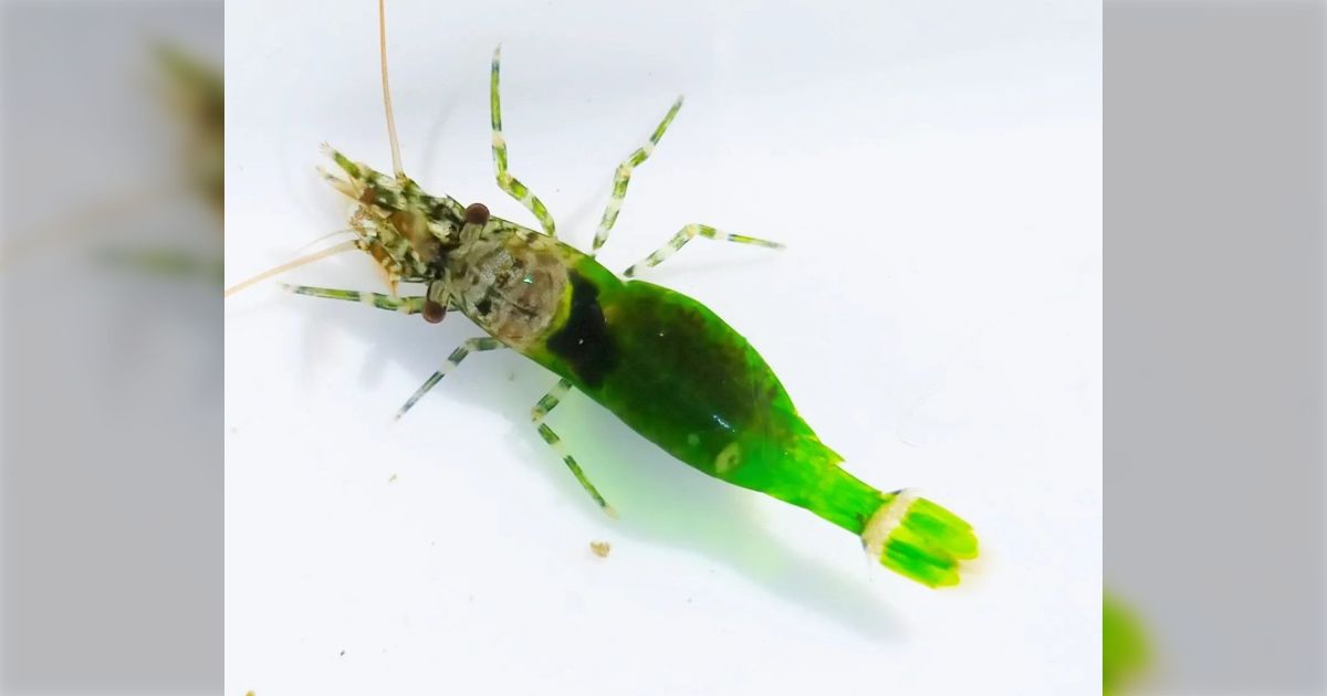 誰もが「これって新品？？」と疑う！エメラルドグリーン&タイガーアイのスイス高級腕時計DRIMEX普段使いでもお得な１品です。 エメラルドグリーン-歌詞-宇宙探検隊-KKBOX