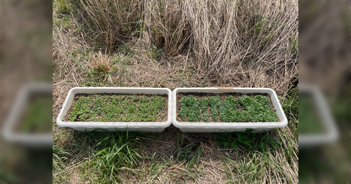 【若干閲覧注意】ブラックバスを植えた小松菜のプランターとそうじゃないプランター、成長速度を比べてみたら結果がすごい「スターゲイジー農法...」