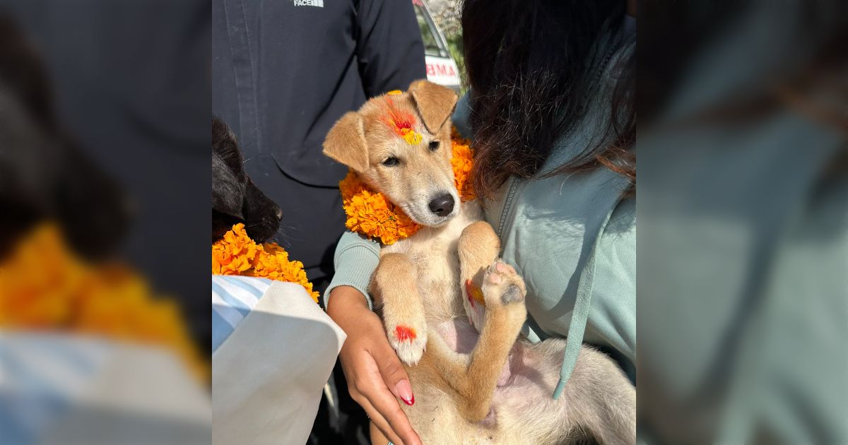 犬に花飾りをつけてお祝いする、ネパールの「ククル・ティハール」今年も愛されかわいいワンコたちを集めました「日本も導入すべき」 - Togetter  [トゥギャッター]