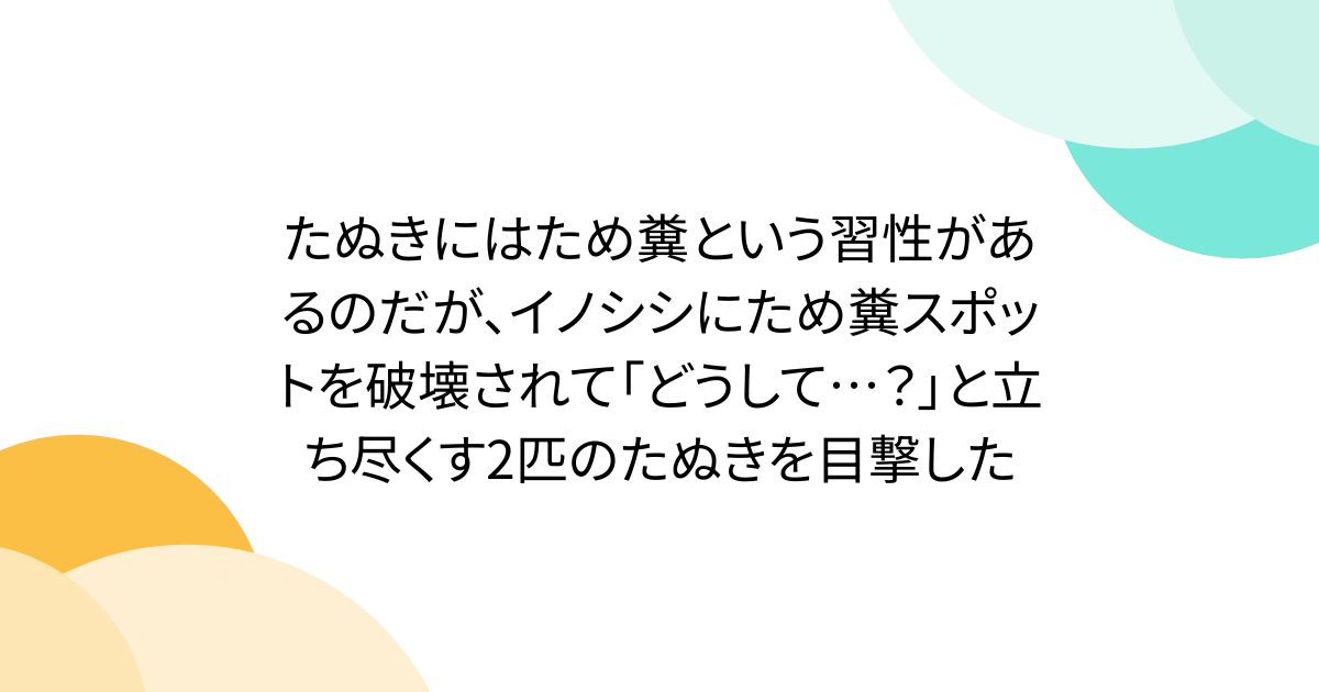 たぬきにはため糞という習性があるのだが、イノシシにため糞スポットを破壊されて「どうして…？」と立ち尽くす2匹のたぬきを目撃した