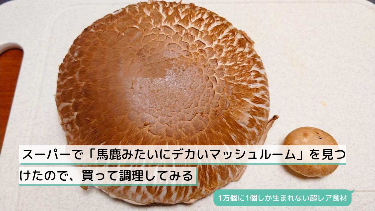 スーパーで「馬鹿みたいにデカいマッシュルーム」を見つけたので、買っ