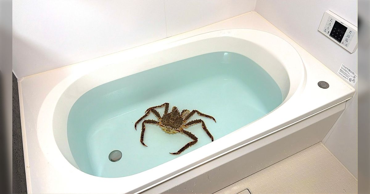 息子が「最近一番面白かったYouTubeはお風呂でタラバガニを飼うやつ」と言うので渋々見たらなんと面白かった→全国の息子たちの心を掴んでいる報告が続々