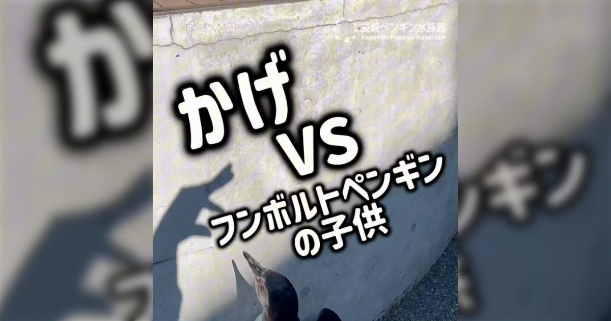 『飼育員さんの影VSフンボルトペンギンの子ども』無垢な反応に笑いと愛おしさが込み上げる動画「気づいたの賢い！」