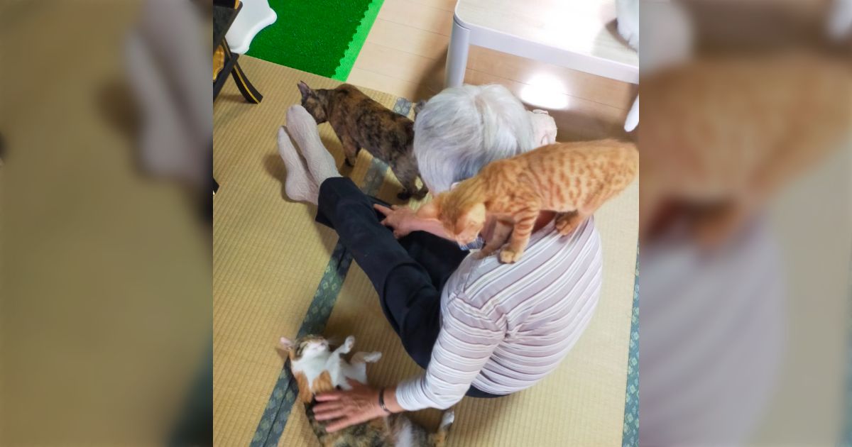 おばあちゃんと猫カフェ：ほっこりエピソードから学ぶ楽しみ方