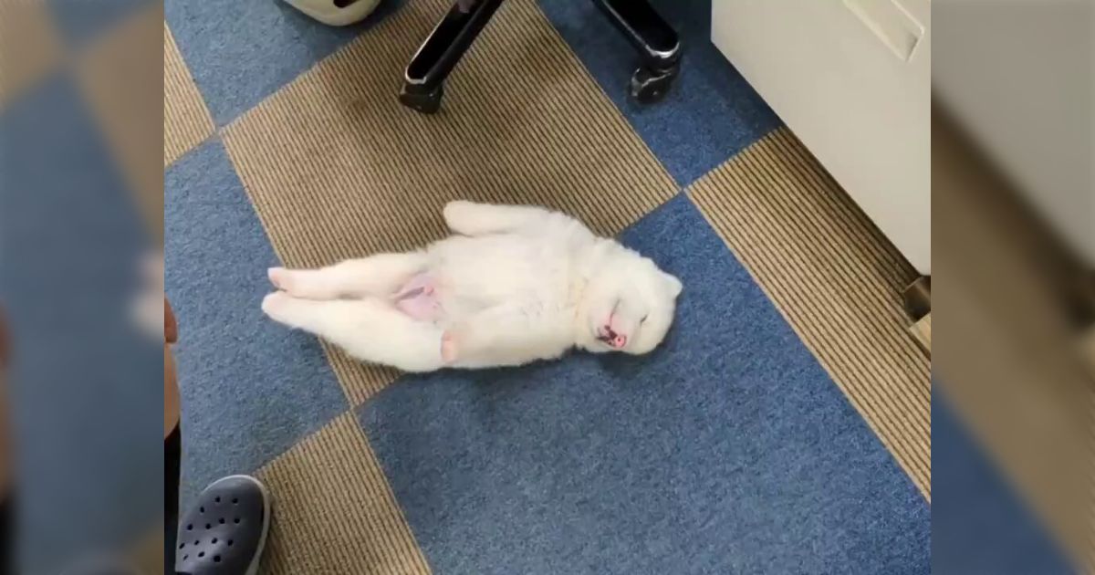 秋田犬の子犬がピーーーンとした姿勢で爆睡しててかわいすぎる「隣の子もコロコロしてて微笑ましい」
