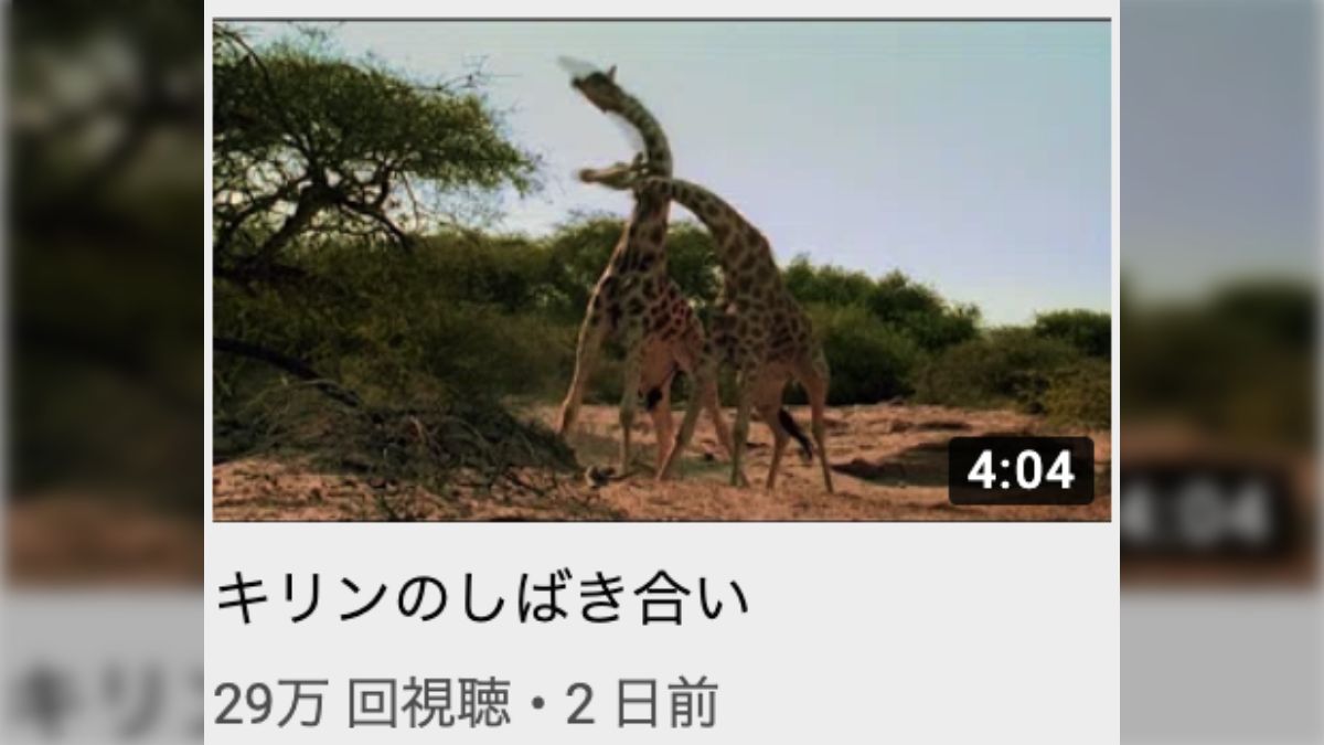 Bibian 比比昂 - 世界各国のキリン、カバ、イノシシ、オカピなど