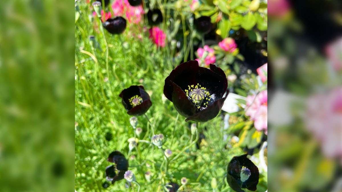 闇のような超漆黒の花『ブラックマジック』がめちゃかっこいい 