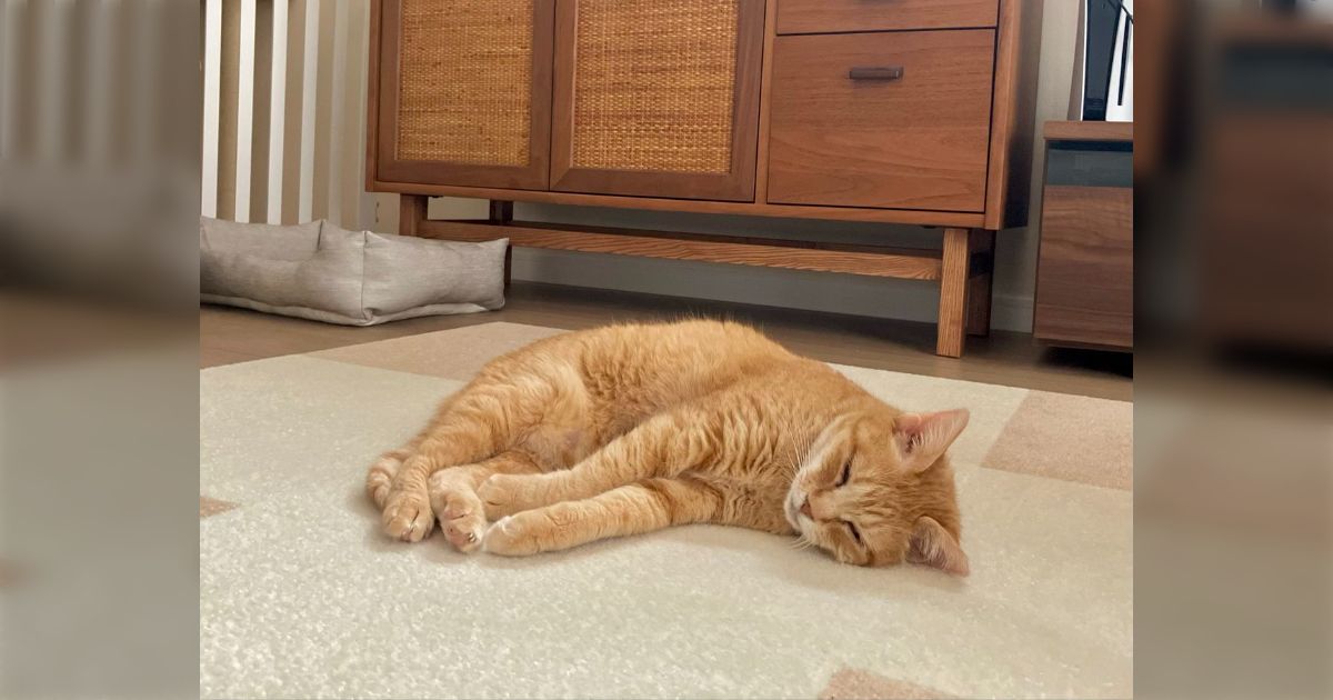 うちの猫は外で10年暮らした生粋の野良育ちなんだけど、家猫になってからは全く外に興味がないみたいだ「おうちで安心できたんだね」