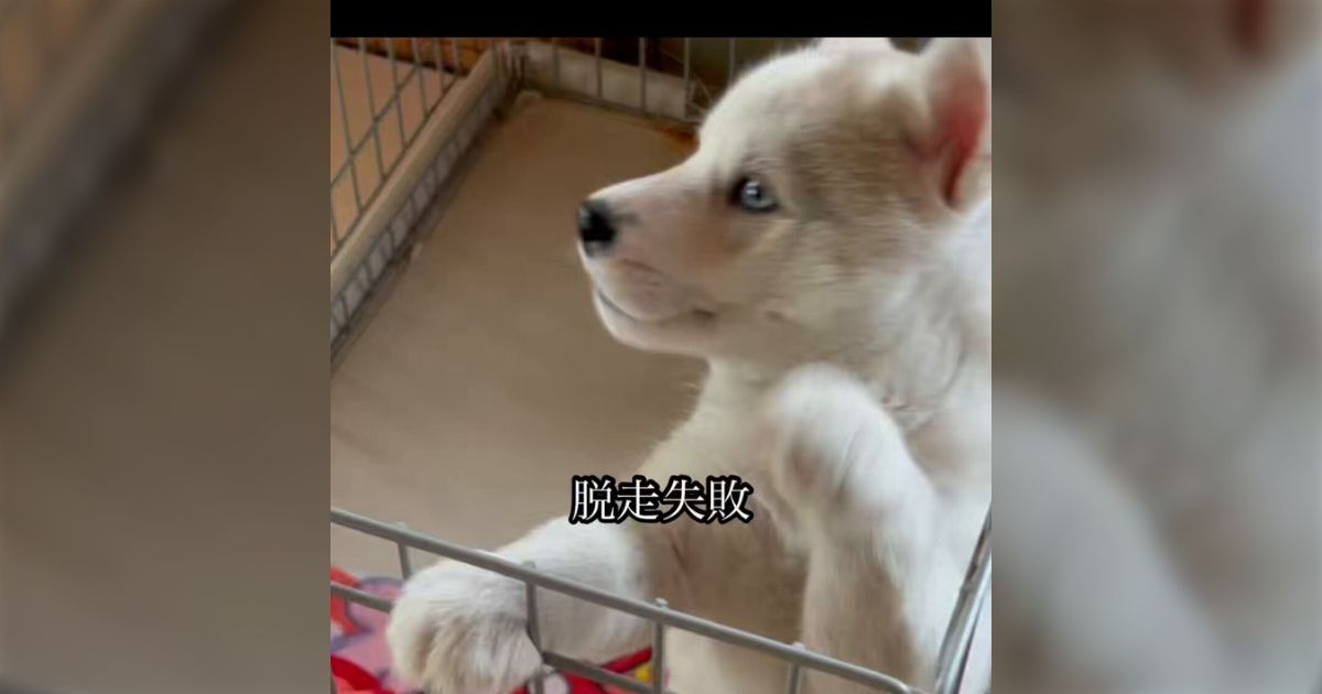 「ドブに落ちやすい犬種ってほんとだったんだ」ハスキーのまるで成長していない成長記録がポンコツかわいい