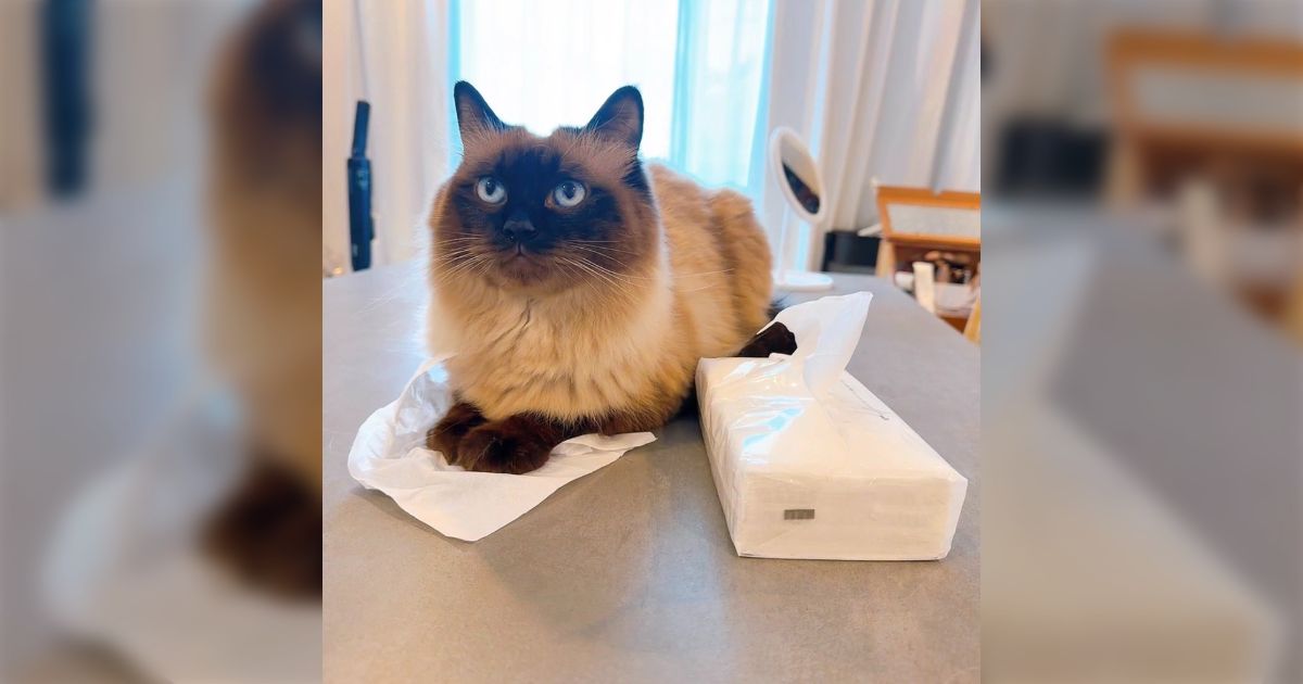 うちの猫、最近は自分で勝手にティッシュを1枚とって敷き物にしてる「それいる？」→猫ちゃんたち曰く、1枚でぜんぜん違うらしい