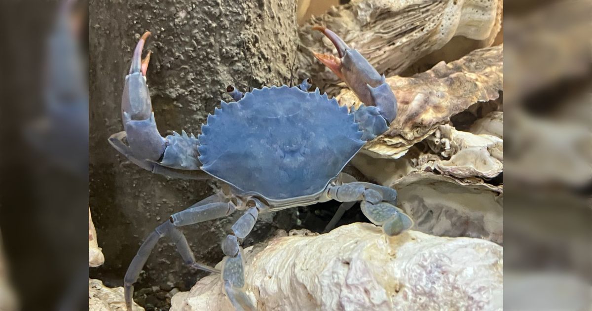 「ザリガニと同様に、カニもアジをあげ続けると青くなる」実際にやってみた様子が面白い生き物雑学で好奇心が広がる