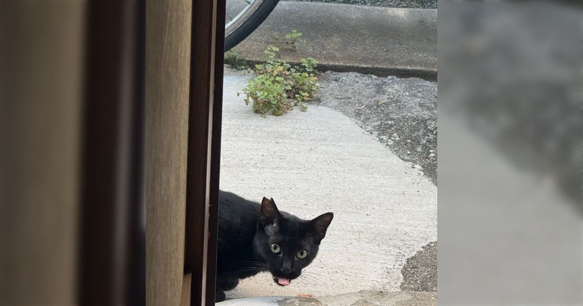 「迎えないとさらに増殖にゃん」家の玄関前に現れた黒猫、悲しそうな目をしていたのでご飯をあげたら……同様の体験が投稿に集まる