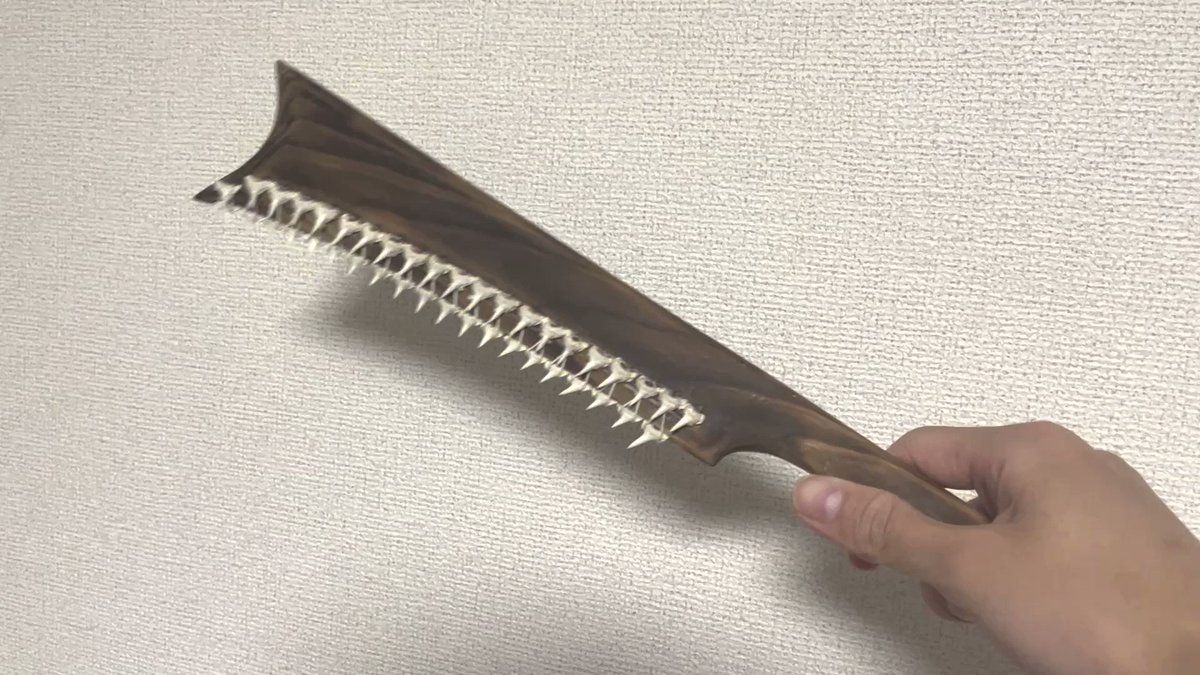 発想がモンハンなんよ」サメの標本を作ってるときに歯が鋭すぎて