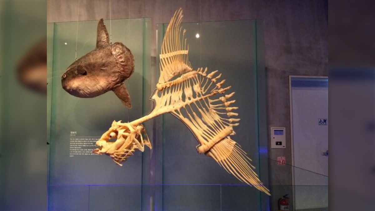 マンボウの骨格標本が外見と違いすぎて驚きだけど「食用じゃない魚の 