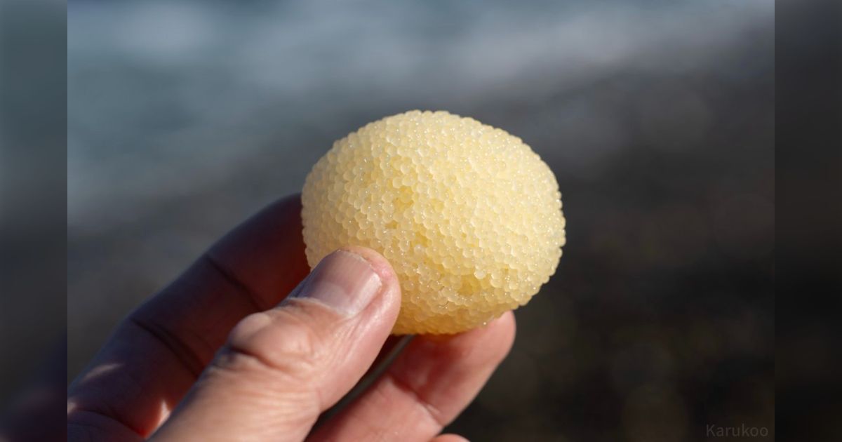 地に落ちたぷりん ページ 茨城の海岸で拾ったプリンプリンのこれは何？海洋生物の卵のようで