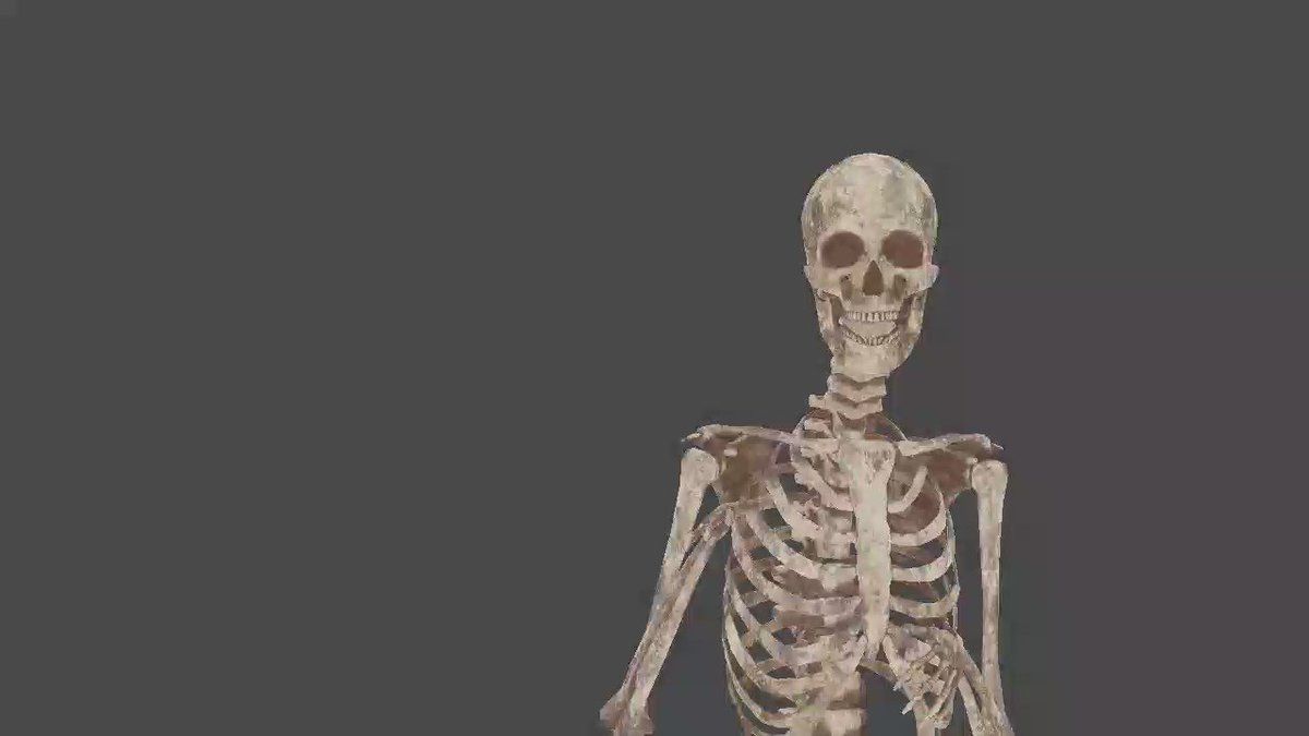 ☠️ガイコツ 医学教本 人体の骨格 ☠️ガイコツ 医学教本 人体