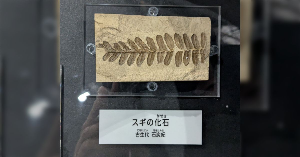 展示されている『スギの化石』の標本がどう見てもスギじゃない...どうしてこんな間違いが？→とあるユーザーの天才的なリプライで謎が一気に解決する