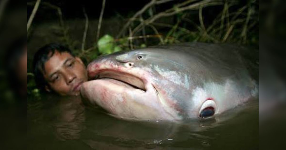 白身魚のフライとかに使われている魚、実はこんな姿をしていた