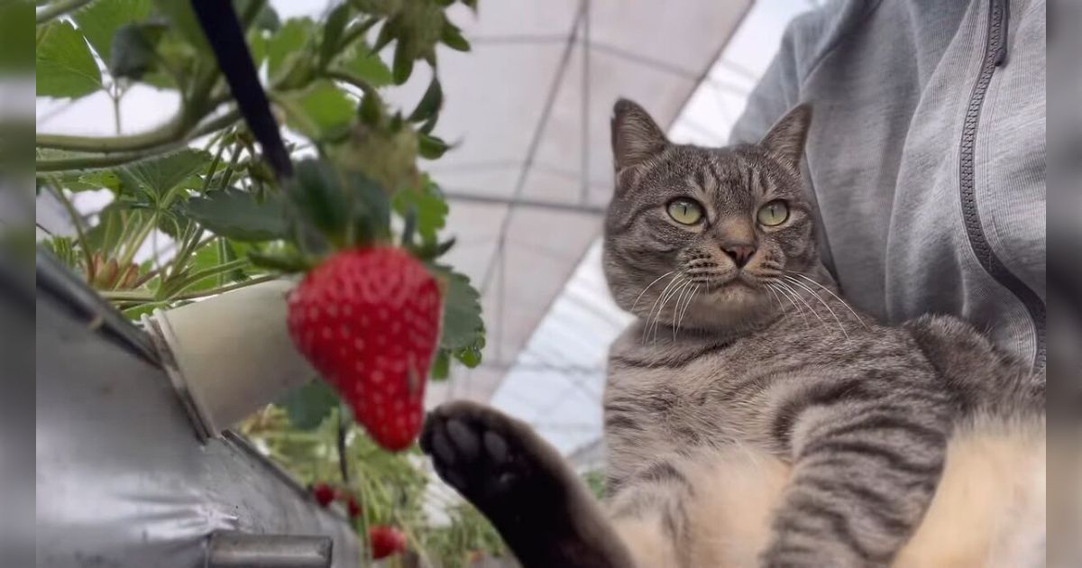 害獣被害に悩むイチゴ農園を救ったのは一匹の猫だったが、同時にこの話は猫が一匹だけでも自然にとって脅威なことを裏付けている