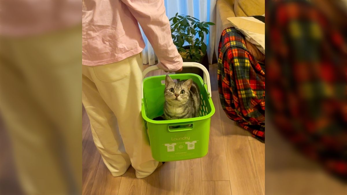 おばさん洗濯下着 