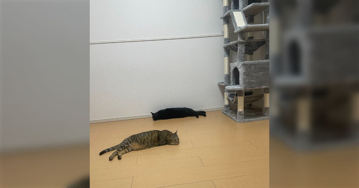 新しいキャットタワーにまるで興味を示さず床に転がる猫さんたち、どこのご家庭も似たような感じだし隠れて遊んでるのも飼い主にバレている