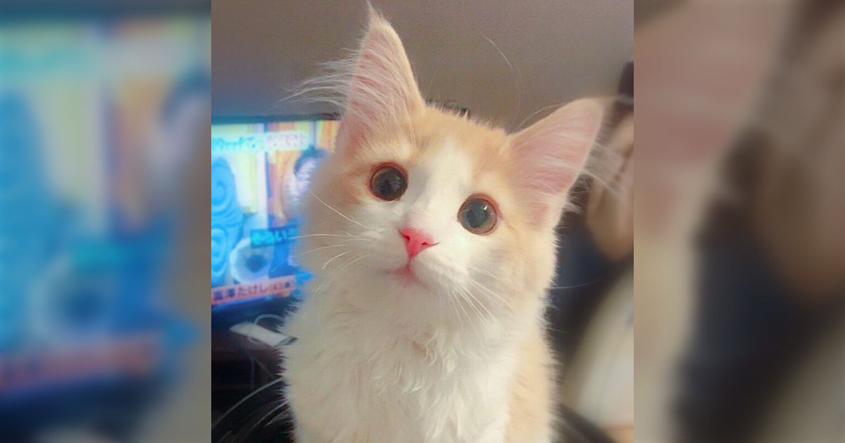 ねこがいちばんかわいい  ペットプロ キャットタワー スイング 高さ38cm ねこがくれ 爪