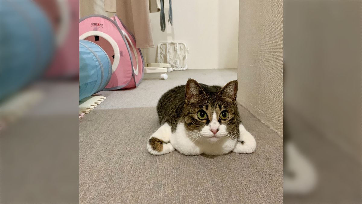 香箱座りの亜種 タグに寄せられた不思議な座り方をする猫ちゃんたち