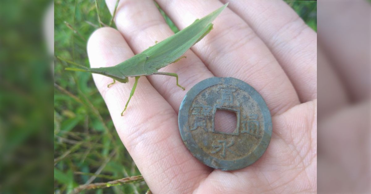 生物探していたら寛永通宝みつけた！！｣江戸時代に流通していた