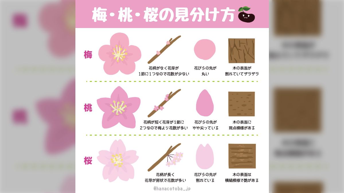 梅・桃・桜の見分け方のイラストが分かりやすいと話題に - posfie