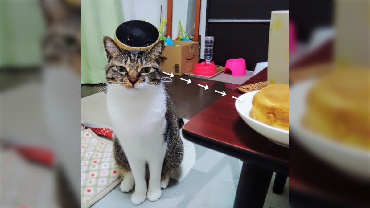 上質訪問着 ねこ柄Nanami様 （81.3 FM J-WAVE : J-WAVE SELECTION） 