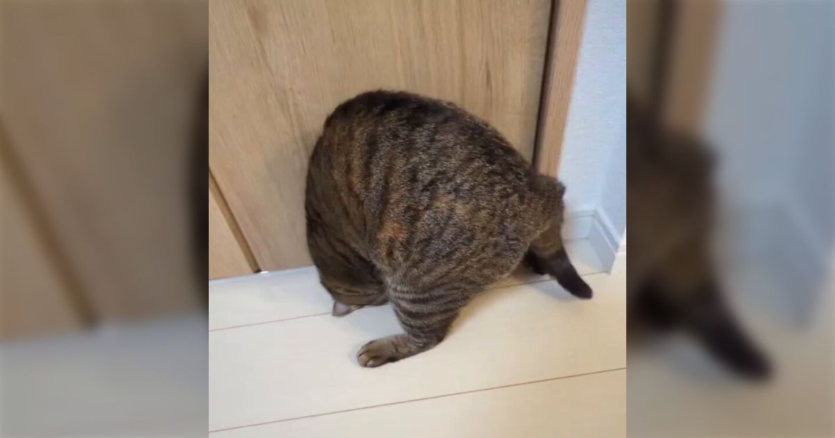 とある猫様せんよう とある猫様せんよう