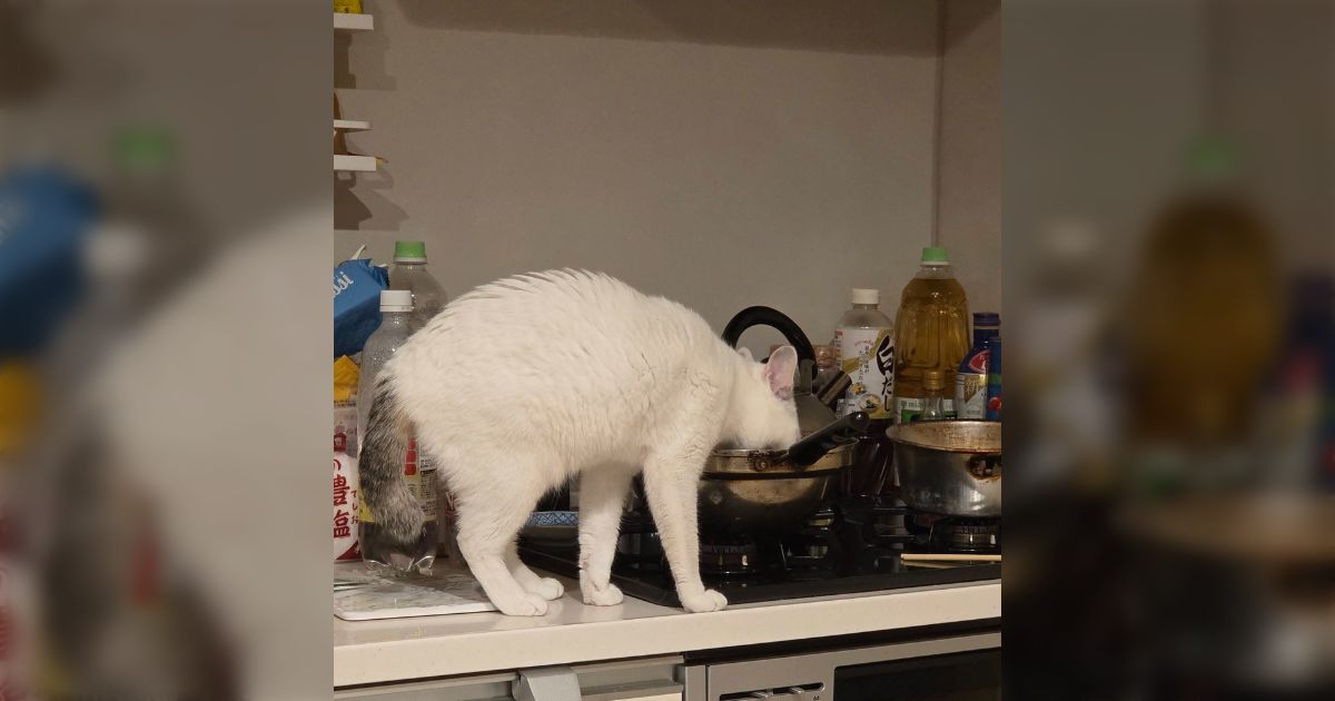 「ささみを茹でた後に冷ましてたら猫に茹で汁を盗まれた」水分補給のためのアイデアとして定評があり、感謝してる飼い主さんが多数いた