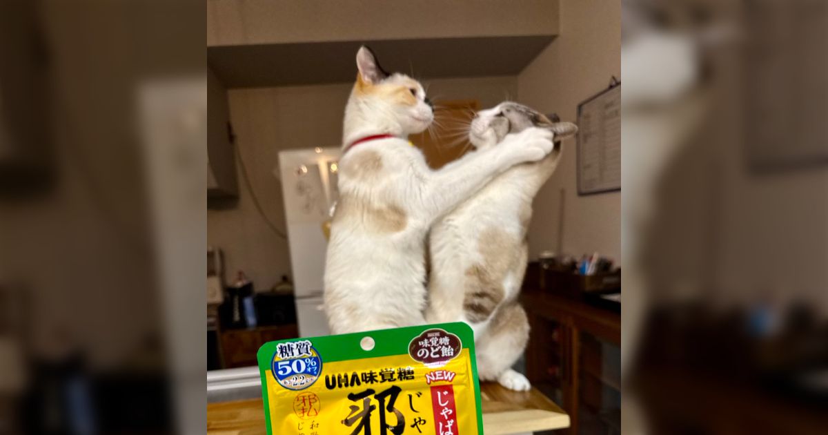 「花粉症に効くと噂の邪払のど飴を手に入れたぞ！」←それより後ろの猫ちゃんカップルが気になりすぎる