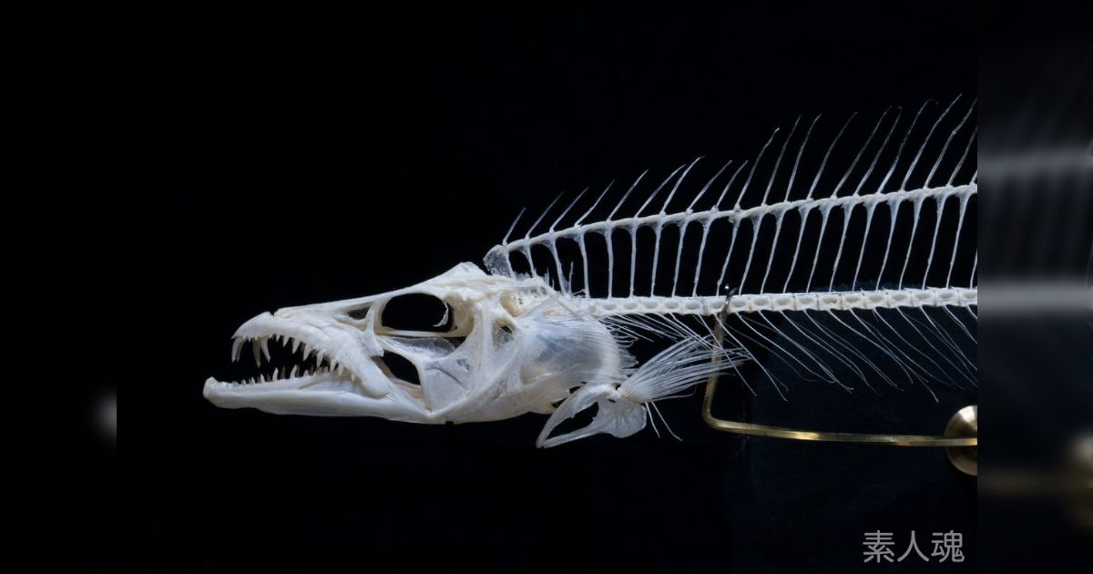 特大 ホシエイ 頭骨標本 特大 ホシエイ 頭骨標本 鯎朱 on X: 