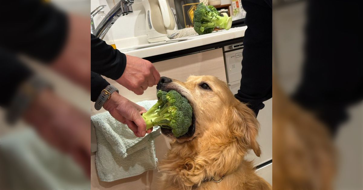 『キッチンからブロッコリーを盗むところを見つかったゴールデンレトリバー』豪快すぎるつまみ食いで笑ってしまう「このあと交渉に成功」