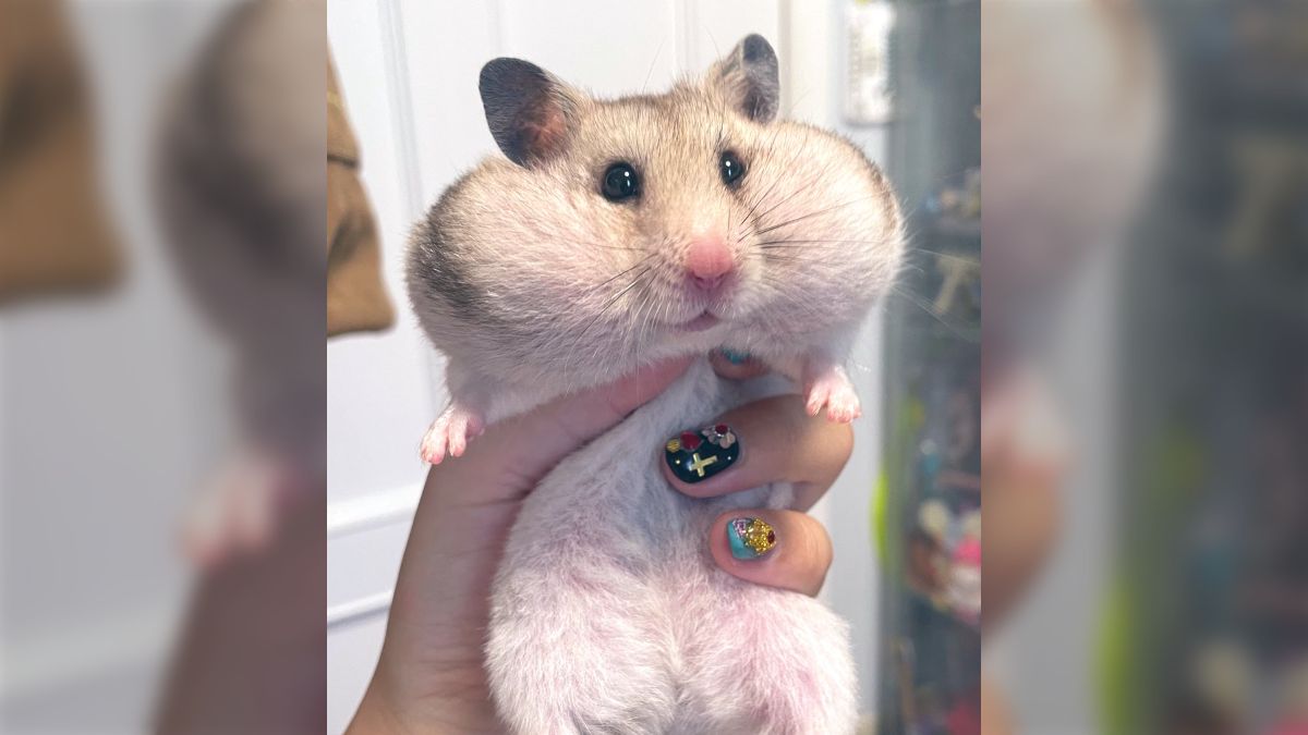 ハムさん はむ。hamu 🐹☁️ (@hamu_cotton) / X