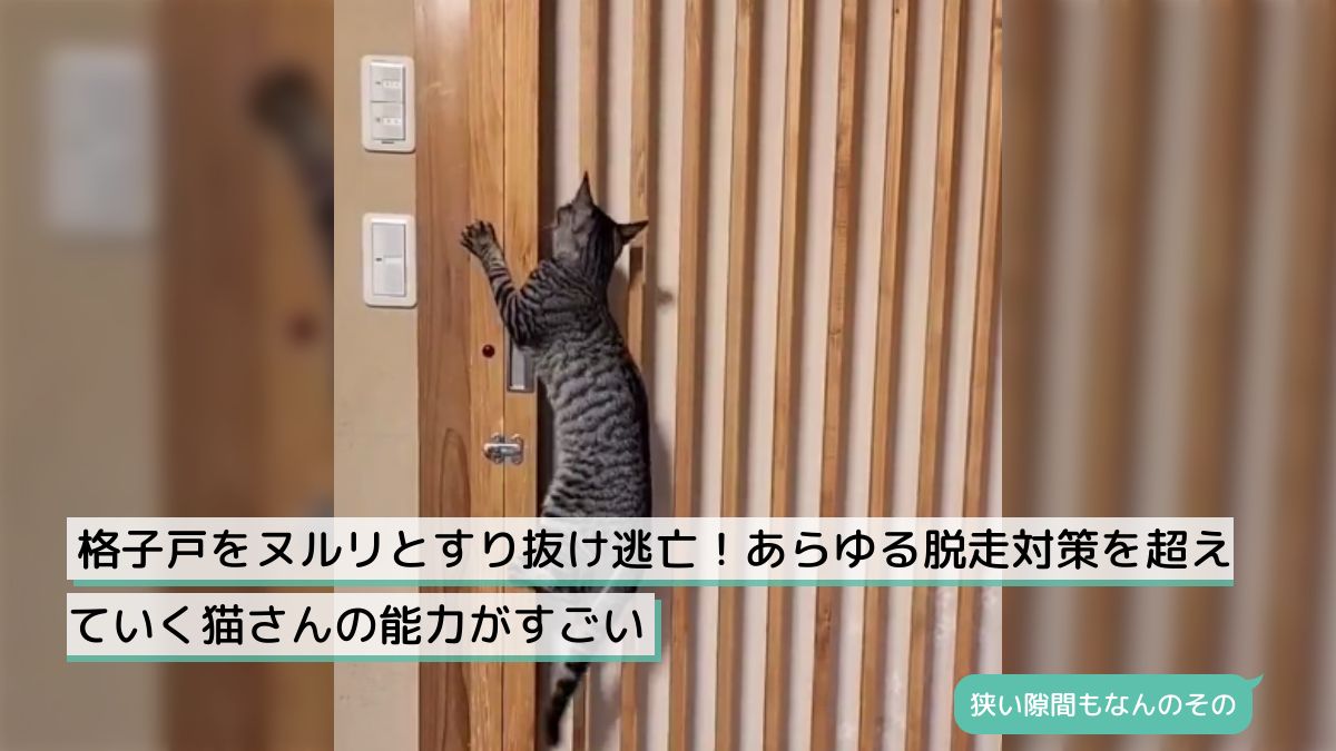 格子戸をヌルリとすり抜け逃亡！あらゆる脱走対策を超えていく猫