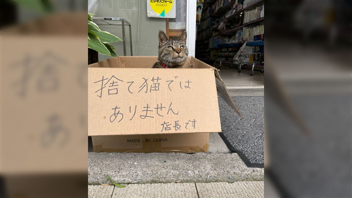 猫さんです！他の方はご購入頂けませんのでご注意下さいませ。 Amazon | 猫に迷惑しています。猫にエサをあけないで。猫を捨てないで