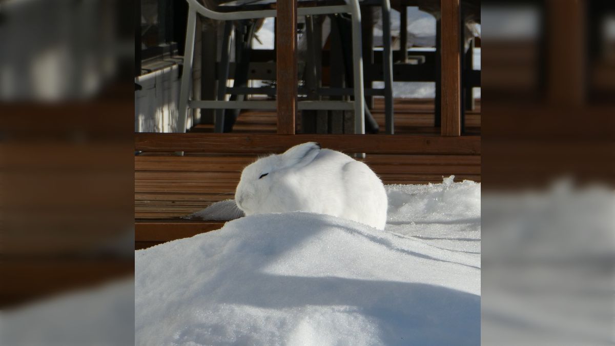 ゆきうさぎ様ご確認ページ 雪うさぎ様 確認用 ゆきうさぎ様確認専用 yuki