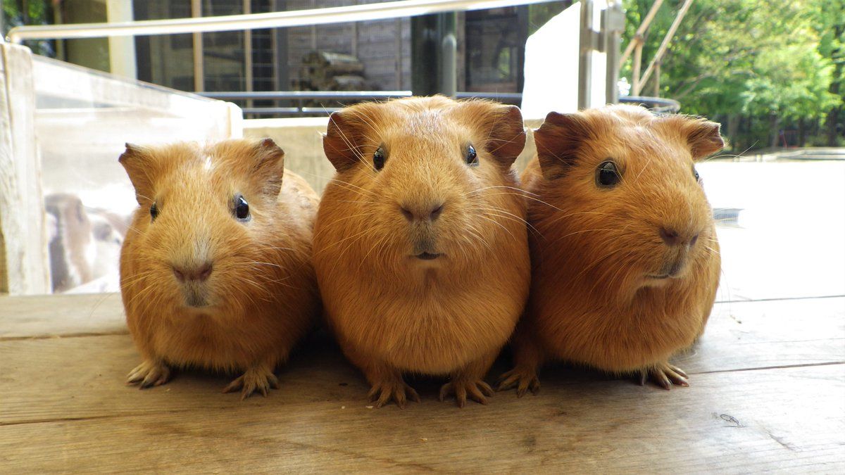 モルモットが洗われ、乾かされ、ふわふわになるまで動画「癒やししかない」「手洗い洗車されてる」 - Togetter [トゥギャッター]