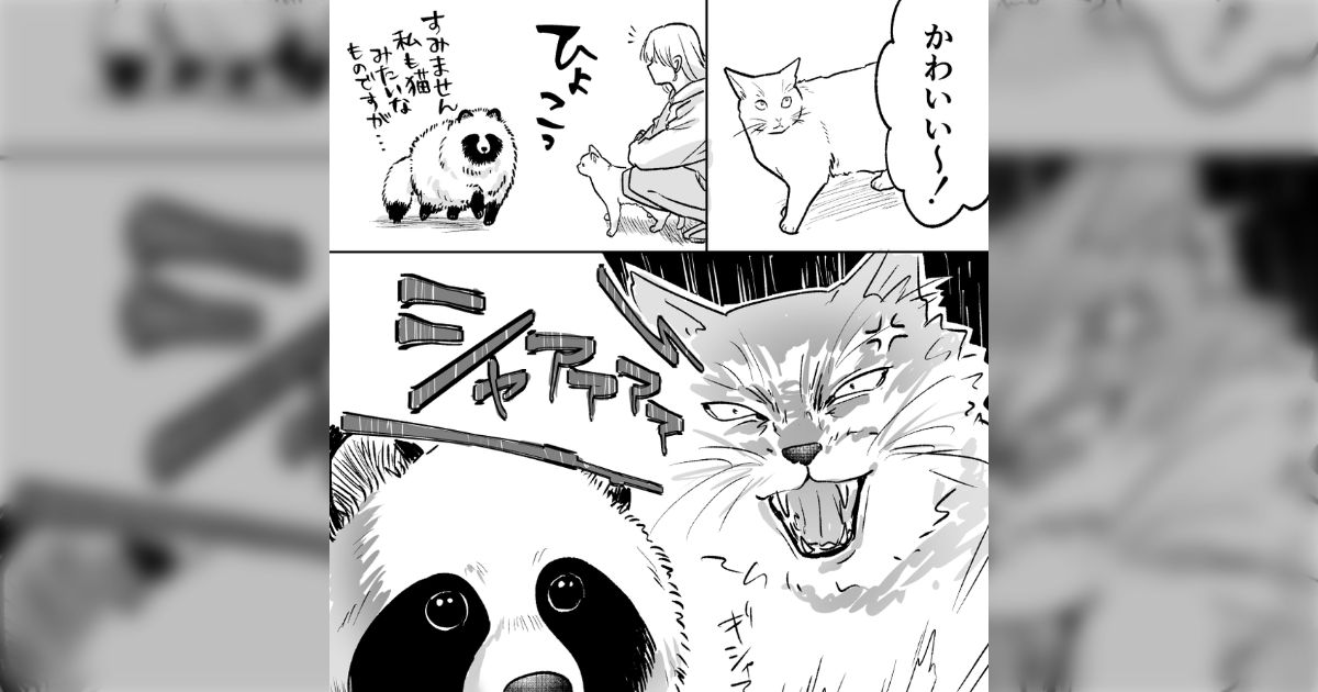 野良猫を見つけて「かわいい〜！」と喋りかけてたら、横から「すみません、私も猫みたいなものですが…」とたぬきが出てきたが、猫からめっちゃ威嚇されてて大笑いした