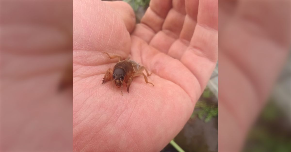 【虫注意】農家に生まれて50年、見つけて触るのは年に1回あるかないかの珍しい虫「螻蛄」を見つけた→「指と指の間を掘り進むのが可愛い」「食べると味は悪くないらしい」