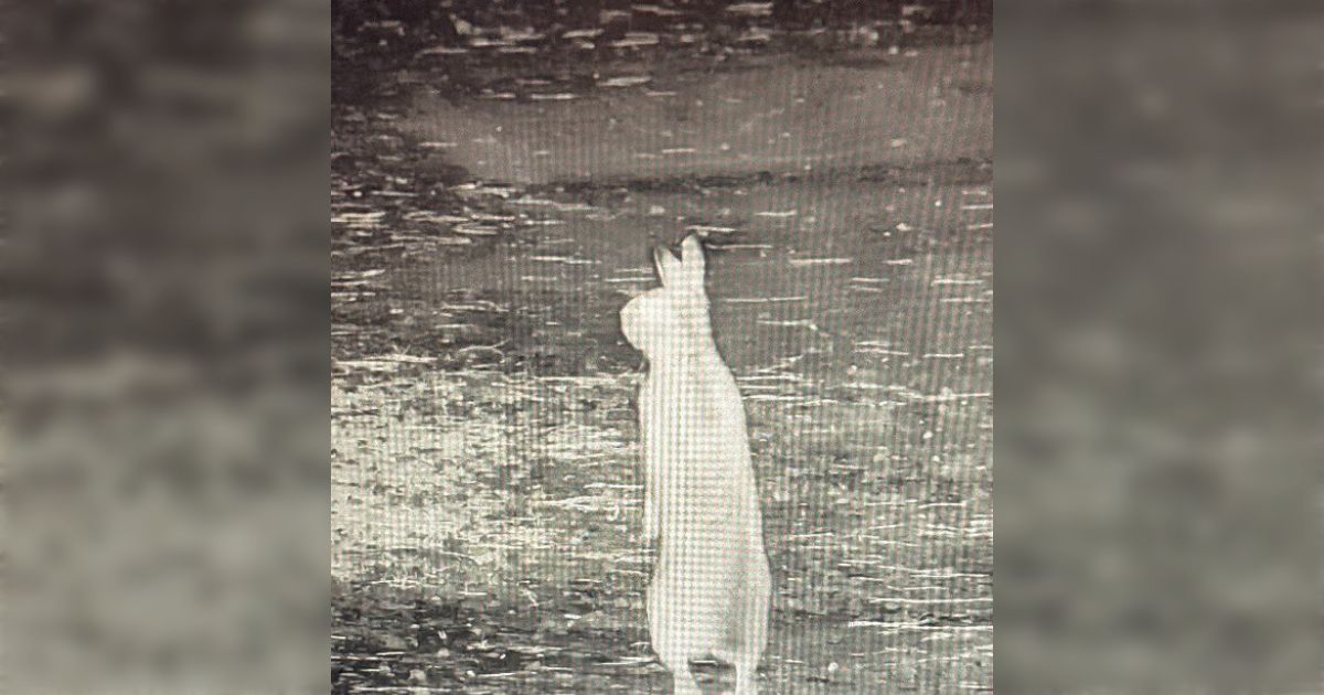 深夜2時にお寺の境内にウサギが来たらしいが、知ってるウサギとは違う姿をしている「イギリスの専門家に相談するべき？」