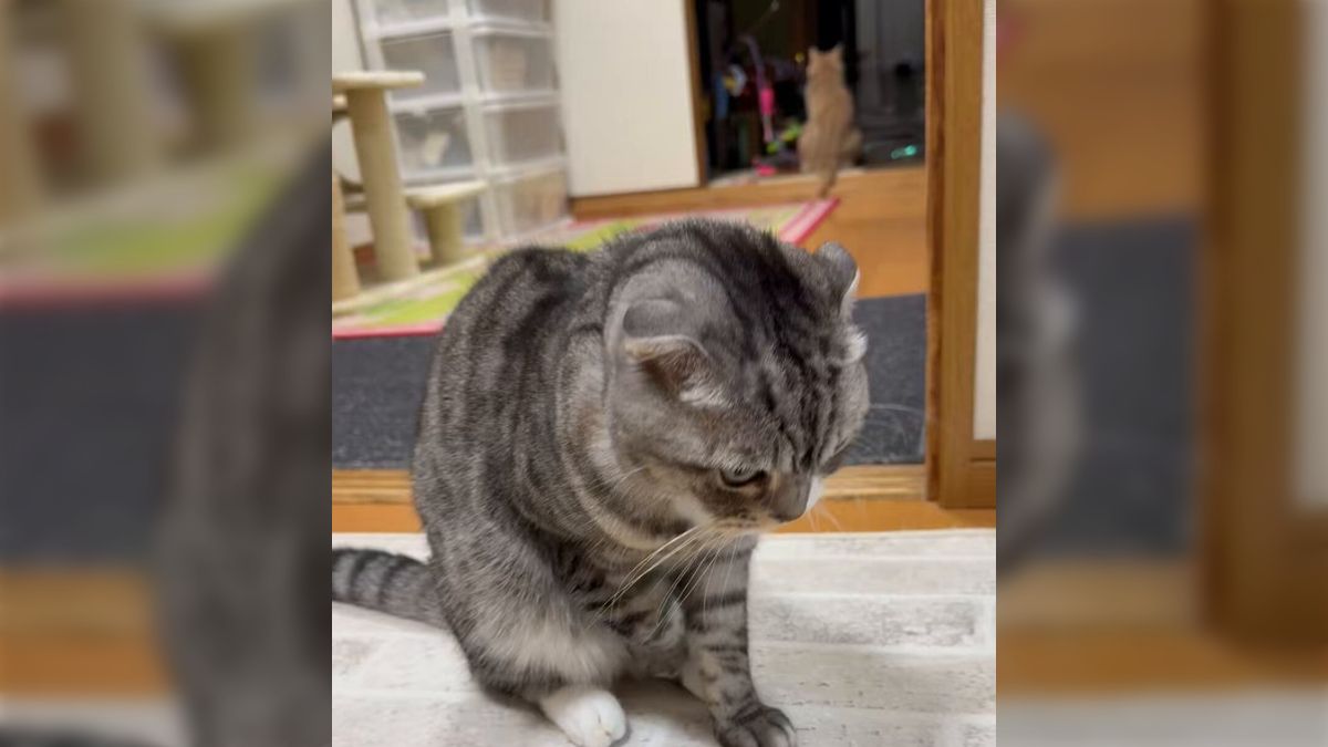 ﾈｺﾁｬﾝの独特すぎる「香箱座り」の仕方がかわいいと話題に→品種