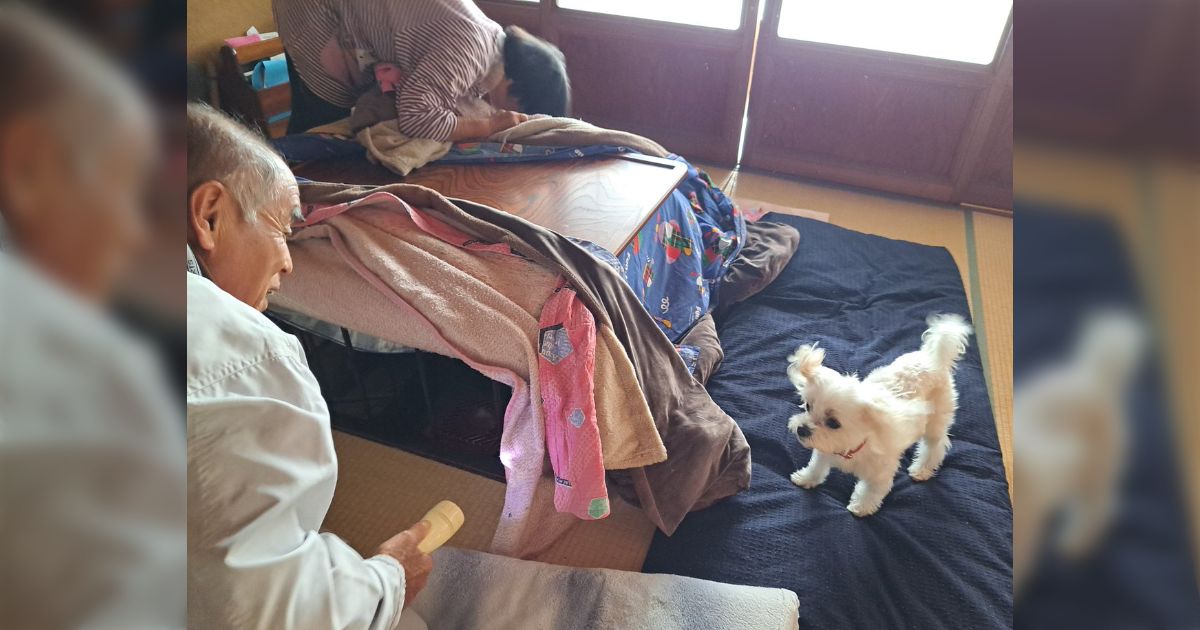 『おすしのぬいぐるみをなくしちゃった！』犬さんの訴えで家の中を探してくれる家族の画像が愛「愛されてる犬見るのだいすき」