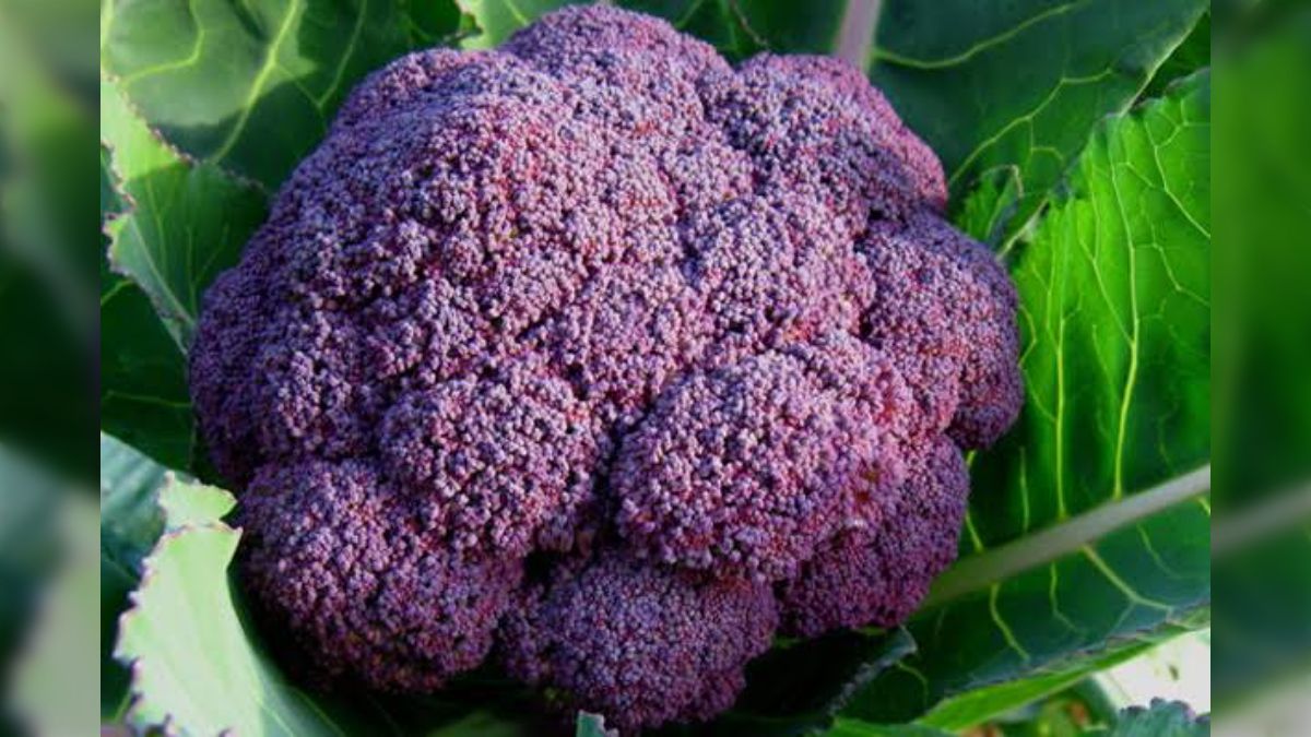 紫色になったブロッコリーって規格外？→実は「ブランド化できそう」なレベルの逸品だった「そういう理屈だったのか」 - Togetter [トゥギャッター]